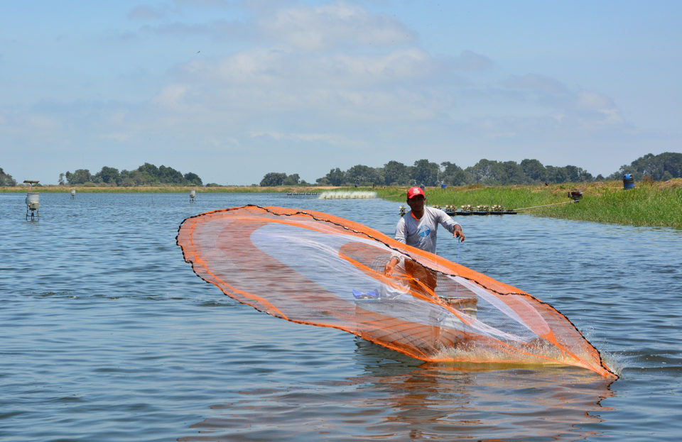 Ecuador-shrimp-net_1500-960x623